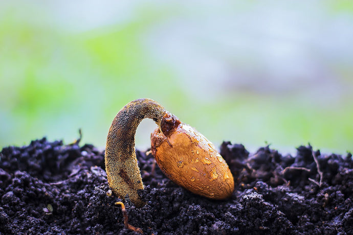 THC Samen für Innenräume: Tipps für den erfolgreichen Anbau zu Hause