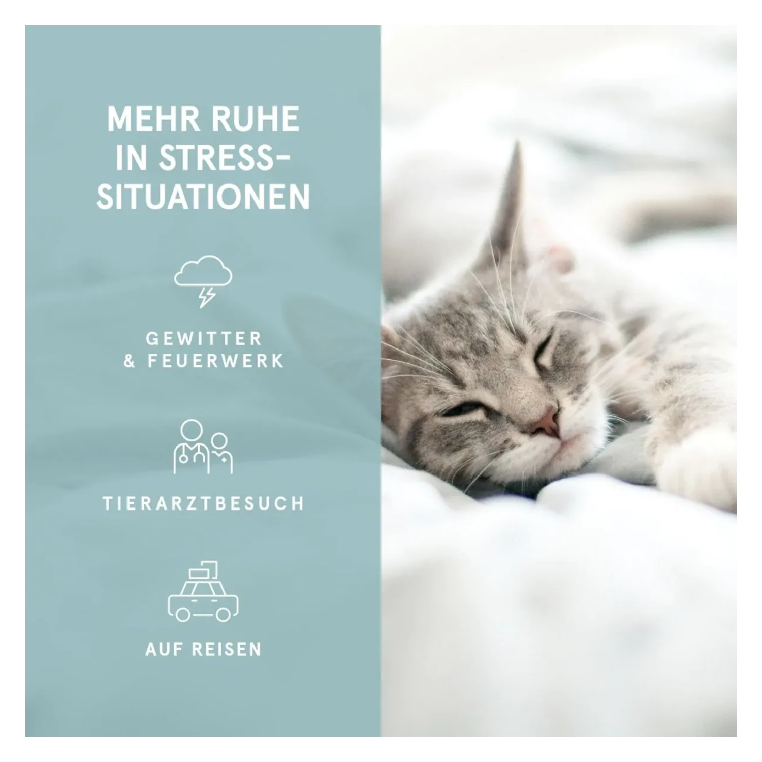 CBD Öl Katze für Stress: Katze entspannt. CBD Vital Hanföl Premium Plus Katzen für stressige Situationen. **CBD Öl zur Beruhigung von Katzen bei CBD-Cannabidiol.de**